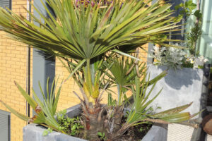 084-2013-06-04 Palm in de bloei