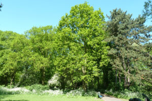 090-2012-05-13 Wandelen Zuiderpark