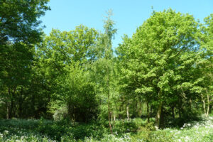 091-2012-05-13 Wandelen Zuiderpark