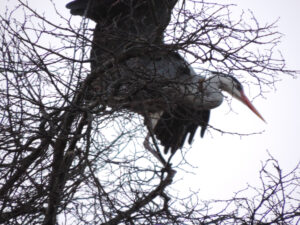 Nikon Coolpix P520 1/250 sec. @ f/5,9 ISO 1600 180 mm