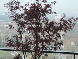 Nikon Coolpix P520 1/160 sec. @ f/4,5 ISO 80 30.3 mm