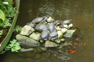 133-2011-05-14 Vlindertuin