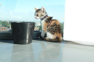 134-2012-05-28 Balkon