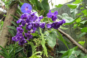 135-2011-05-14 Vlindertuin