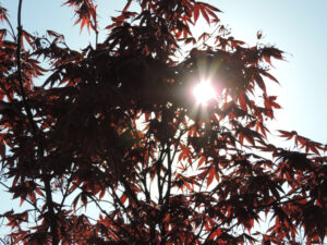 Nikon Coolpix P520 1/1250 sec. @ f/4,1 ISO 80 17.8 mm
