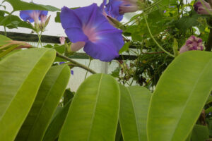 137-2011-05-14 Vlindertuin