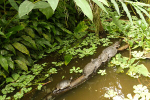 140-2011-05-14 Vlindertuin