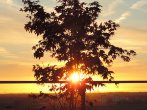 Nikon Coolpix P520 1/1000 sec. @ f/4,0 ISO 400 15.1 mm