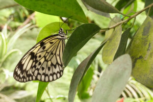 143-2011-05-14 Vlindertuin