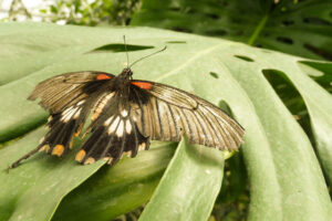 144-2011-05-14 Vlindertuin