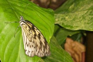 149-2011-05-14 Vlindertuin
