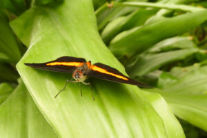 151-2011-05-14 Vlindertuin
