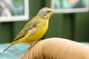 163-2011-05-14 Vlindertuin