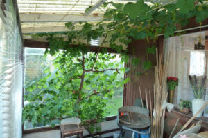 166-2011-05-24 Tuin