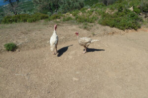 193-2012-06-07 Skiathos