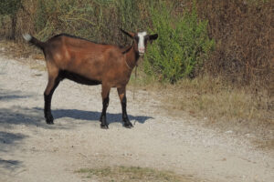392-2013-09-23 Corfu
