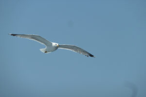 393-2012-06-15 Skiathos