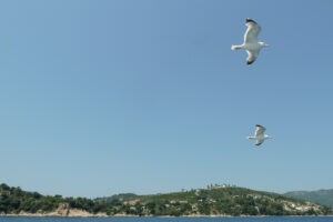 397-2012-06-15 Skiathos
