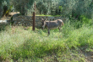 430-2012-06-16 Skiathos