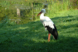 432-2011-09-28 Kasteeltuin Arcen