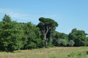441-2012-06-16 Skiathos