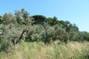 444-2012-06-16 Skiathos