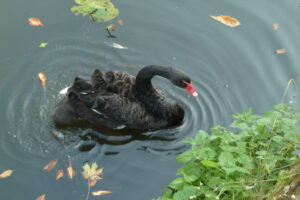 446-2011-09-28 Kasteeltuin Arcen