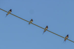 453-2012-06-16 Skiathos