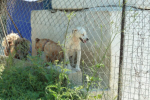 470-2012-06-16 Skiathos