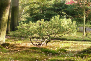 479-2011-10-23 Wandelen Japanse tuin Clingendeal