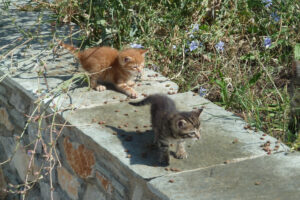 479-2012-06-18 Skiathos