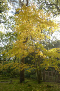 481-2011-10-23 Wandelen Japanse tuin Clingendeal
