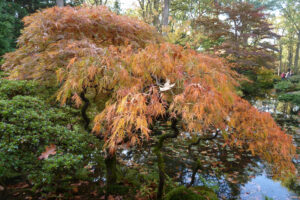 497-2011-10-23 Wandelen Japanse tuin Clingendeal