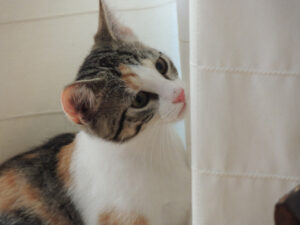 535-2012-07-10 Paal