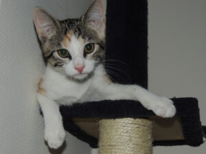 538-2012-07-10 Paal