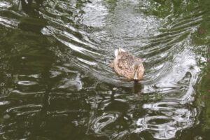 552-2012-07-15 Wandelen Zuiderpark