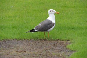 557-2012-07-15 Wandelen Zuiderpark