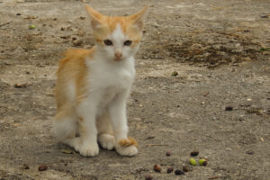 677-2012-09-20 Corfu