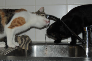 695-2012-10-04 Asterix en Obelixc waterdrinken