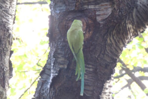 704-2012-11-11 Pharos wandelen Zuiderpark