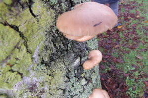 716-2012-11-11 Pharos wandelen Zuiderpark
