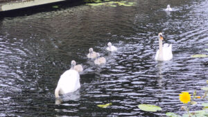 044-2025-07-99 DIverse juli