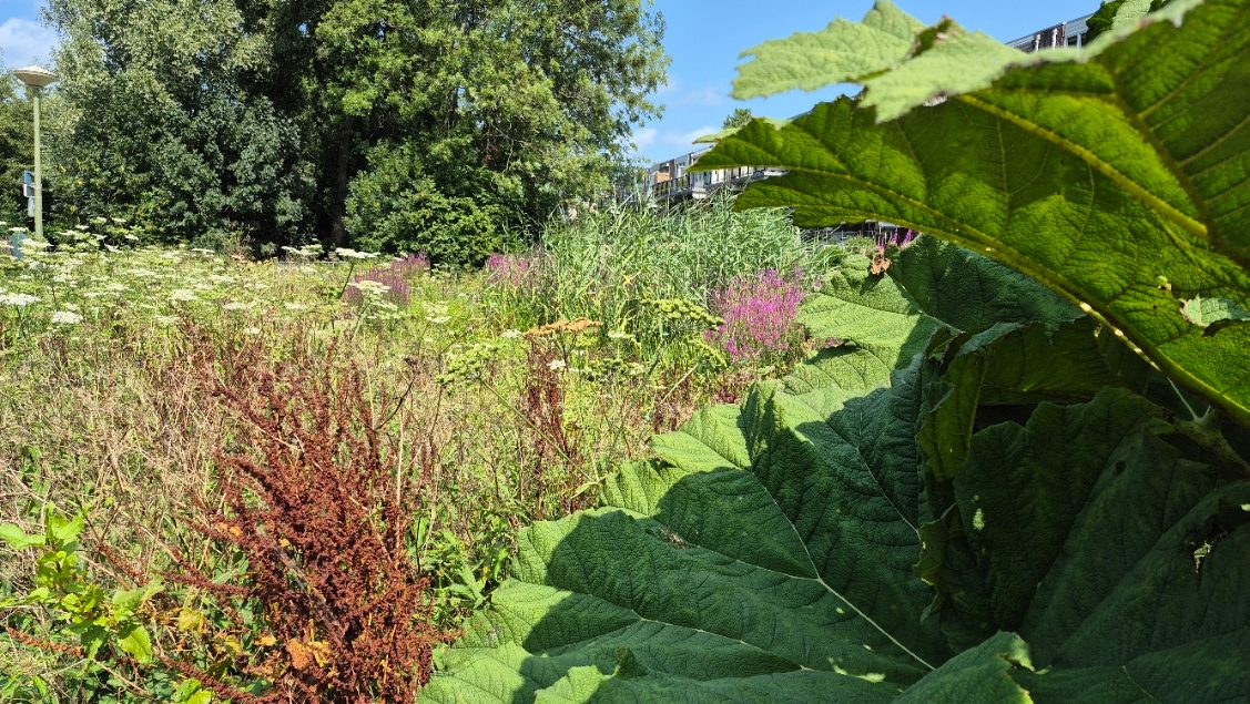 Wilde bloemen en planten in het park, dag 2046
