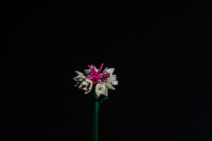 031-2025-09-14 Lego bloemen
