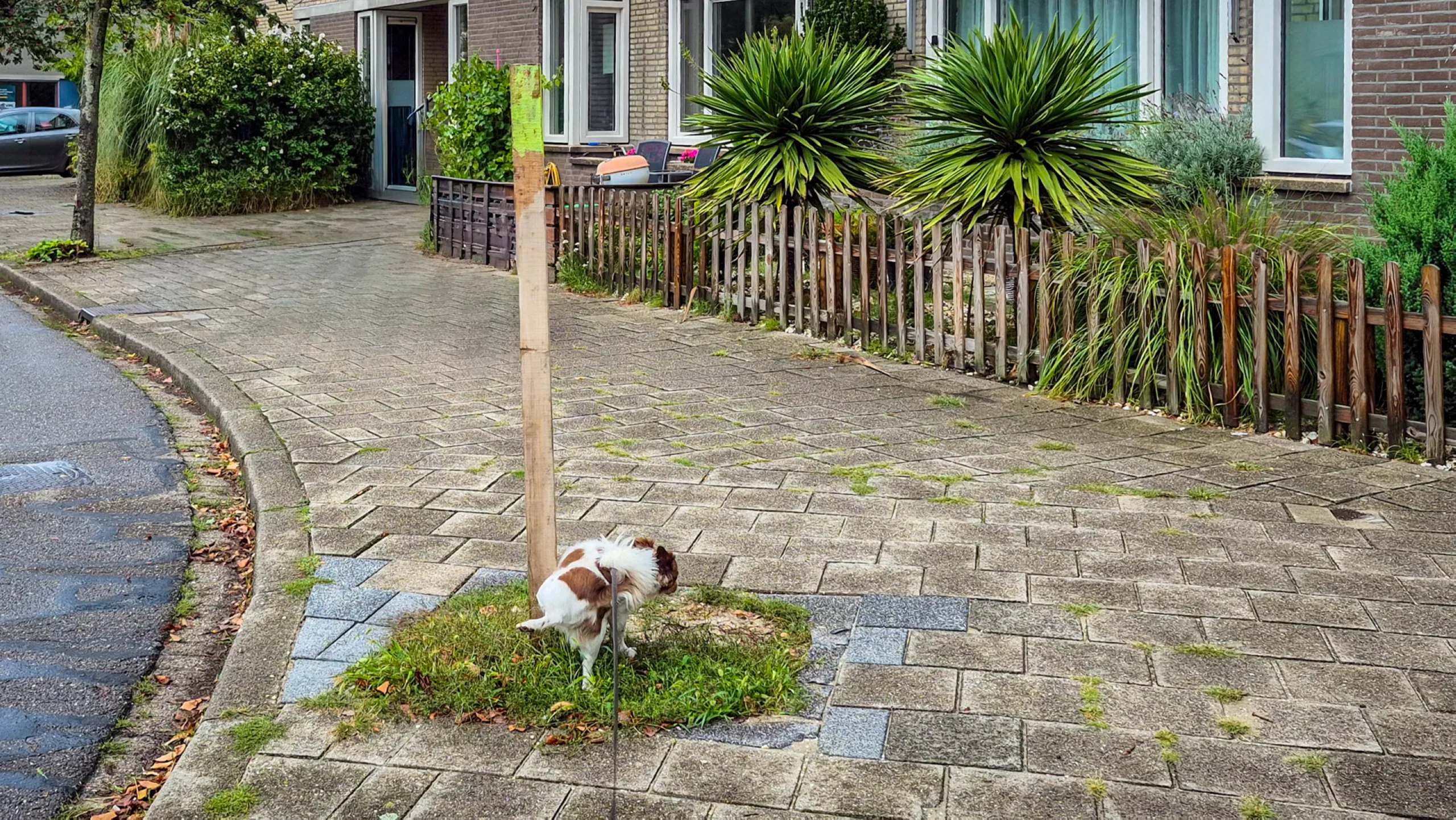 Vriend!je blijft geloven dat de boom gaat groeien, dag 2435