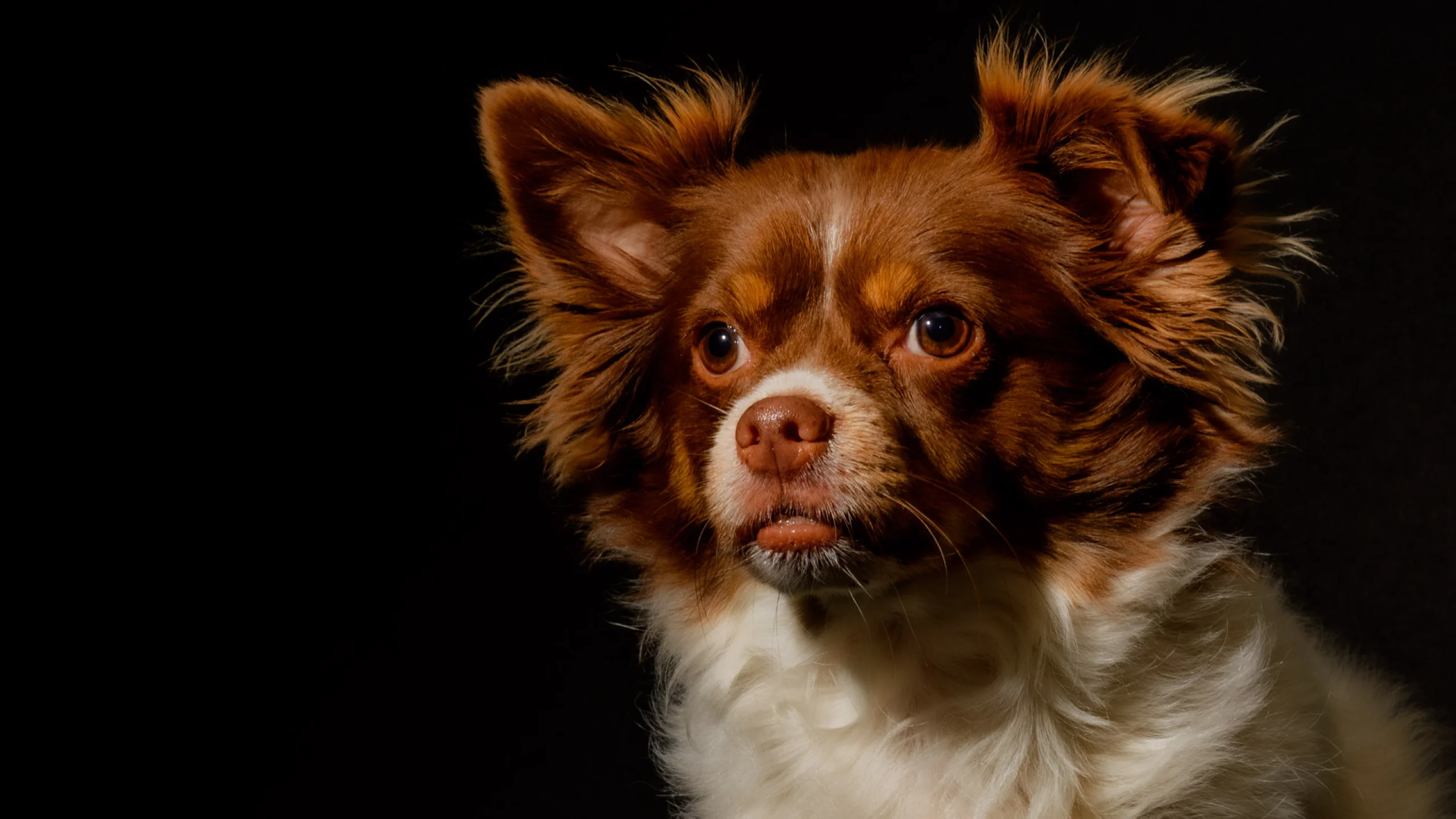 Vriend! is al weer 6,5 jaar geworden op dierendag, dag 2469